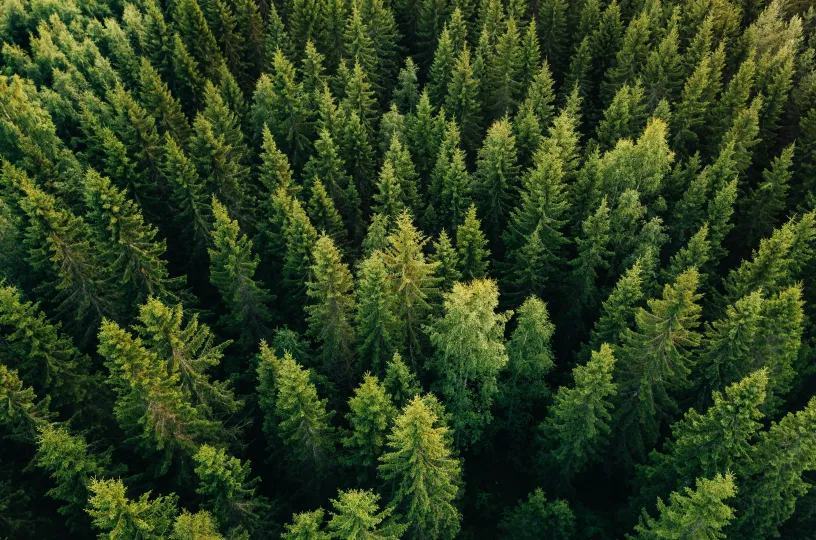 Suomalainen metsä, ilmakuva. Puut.