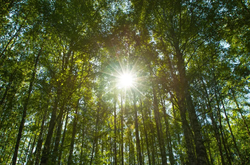 Aurinkoinen koivumetsä suomessa, luonto kesällä