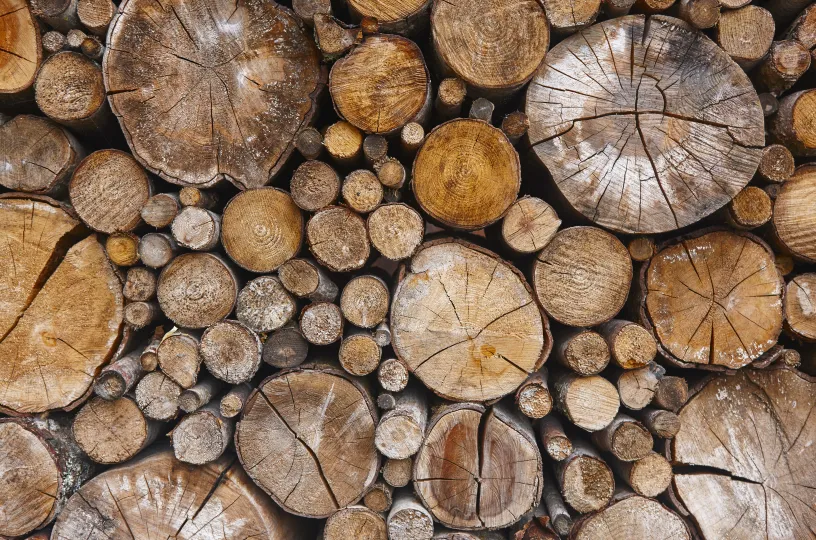 Suomalainen metsä. Puut pinossa.