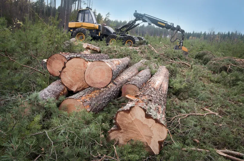 Tukkipino ruotsalaisessa metsässä, mäntyjä. Taustalla metsäkone.