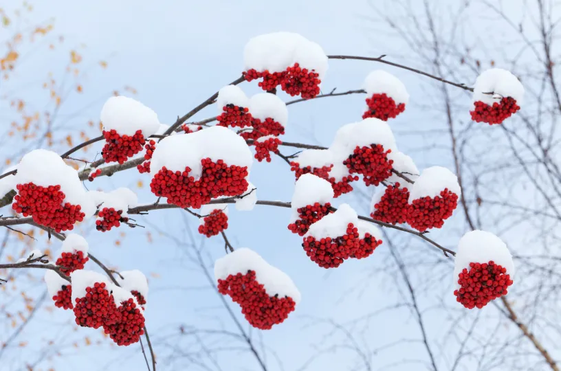 talviset pihlajanmarjat