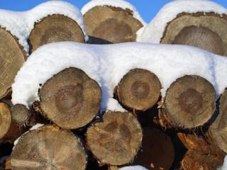 kaadettuja puita ja lunta