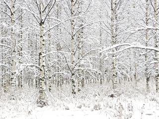 Talvinen koivumetsä Suomessa