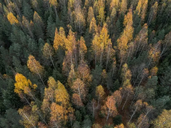 Syksyinen metsä ylhäältä, puiden lehdet oranssin ja vihreän sävyissä.