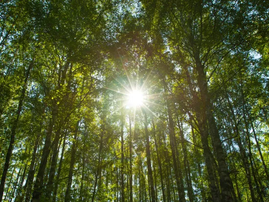 Aurinkoinen koivumetsä suomessa, luonto kesällä