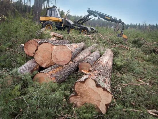 Tukkipino ruotsalaisessa metsässä, mäntyjä. Taustalla metsäkone.