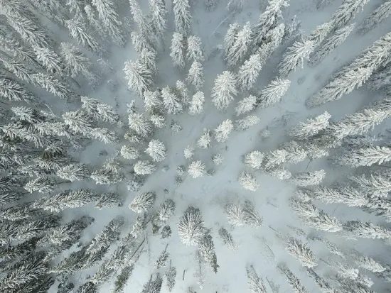 Talvinen metsä ylhäältä