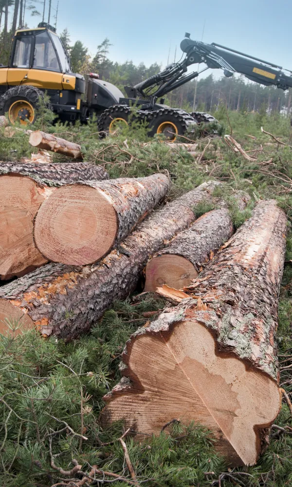 Tukkipino ruotsalaisessa metsässä, mäntyjä. Taustalla metsäkone.